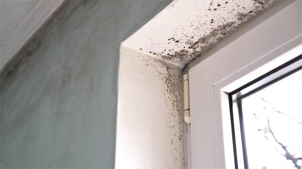 Best Post-Construction Mold Inspection  in Crockett, CA