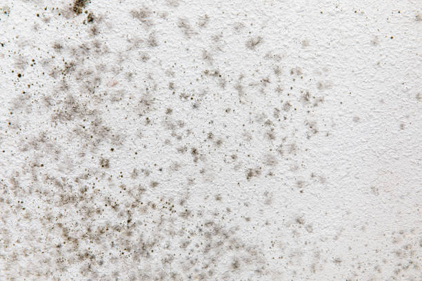 Best Black Mold Removal  in Crockett, CA